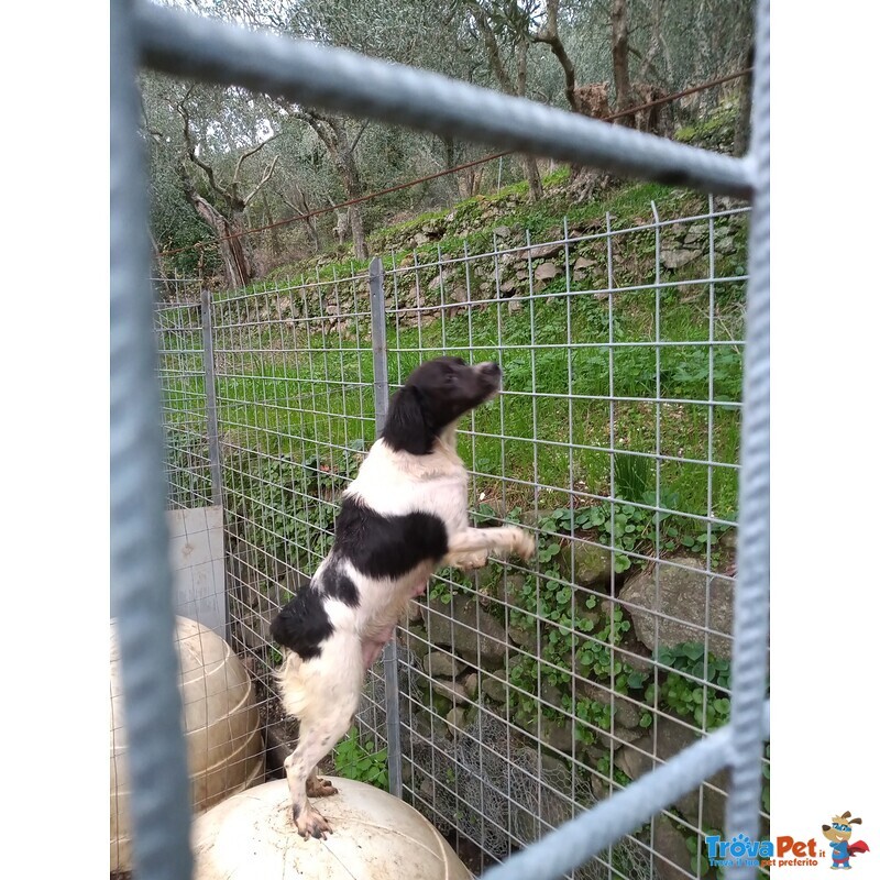 Cuccioli di Epagneul Breton con Pedigree - Foto n. 2