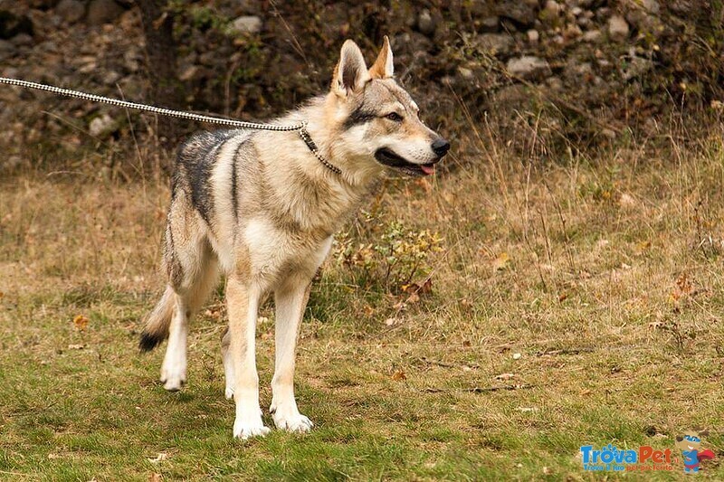 Disponibili Cuccioli di cane lupo Cecoslovacco - Foto n. 1