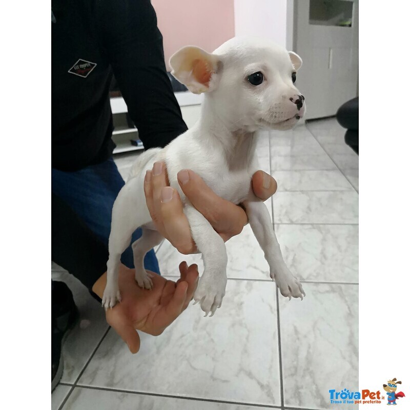 Cucciolo Chihuahua Bianco - Foto n. 1