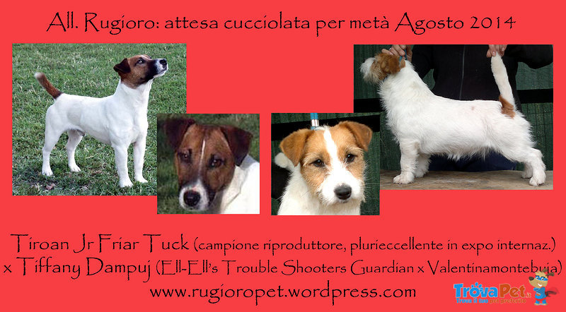 Jack Russell Terrier Broken - Foto n. 4