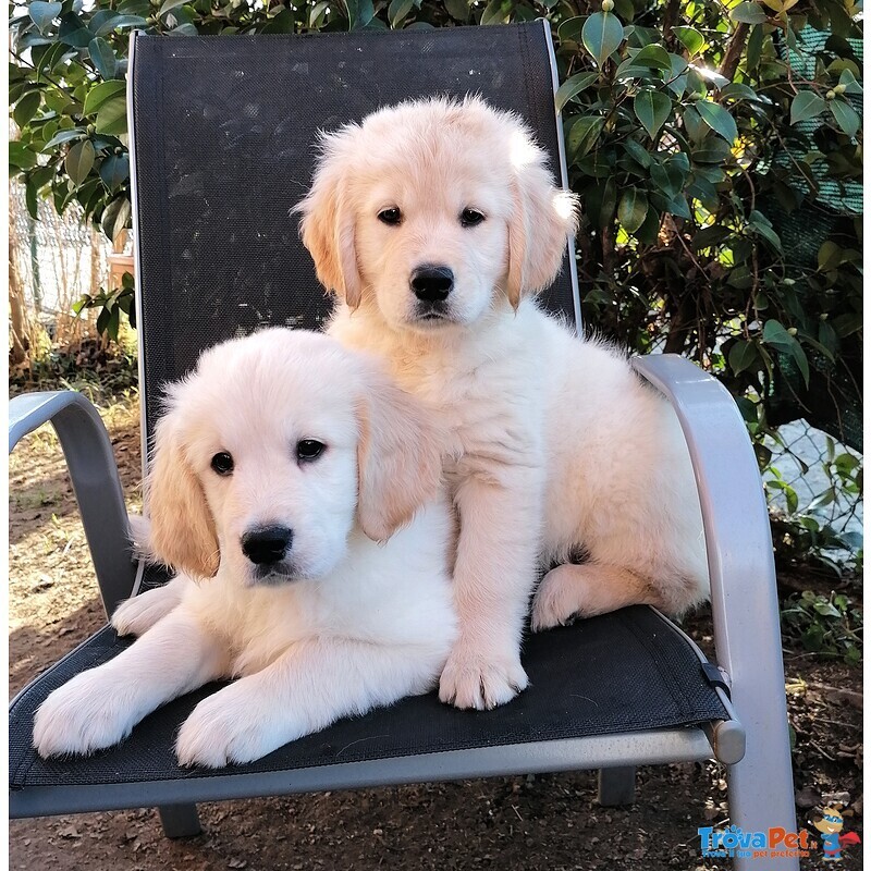 Disponibili Subito Cuccioli di Golden Retriever Color Miele e Champagne. Vaccinati, Sverminati - Foto n. 1