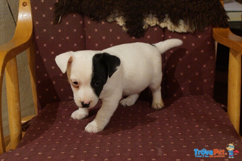 Mini Piedini di Razza jack Russell Terrier Cucciolo - Foto n. 1