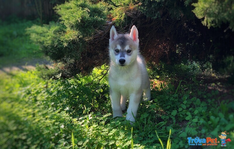 Cucciolo Husky Con Pedigree E Occhi Eterocromi In Vendita A Selargius Ca