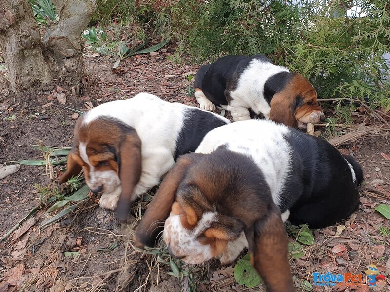 Meravigliosi Cuccioli di Bassethound - Foto n. 1