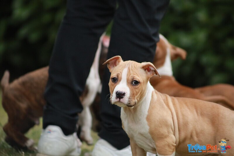 Cuccioli American Staffordshire Terrier - Foto n. 5