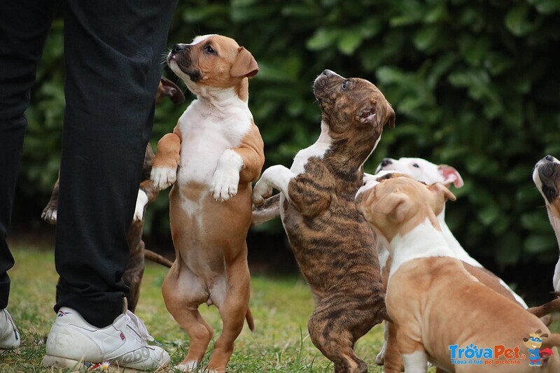 Cuccioli American Staffordshire Terrier - Foto n. 7