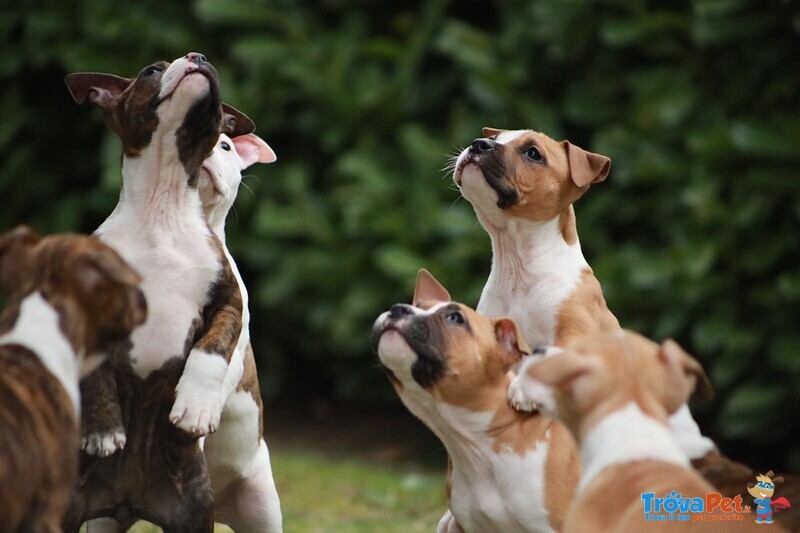 Cuccioli American Staffordshire Terrier - Foto n. 8