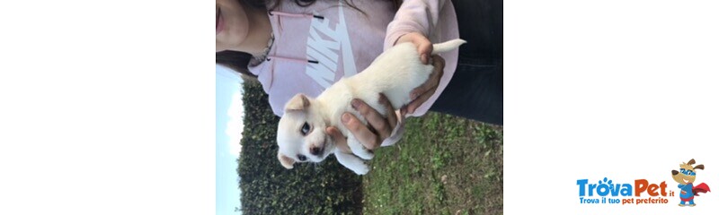 Cucciola Chihuahua con Pedegree Enci - Foto n. 1