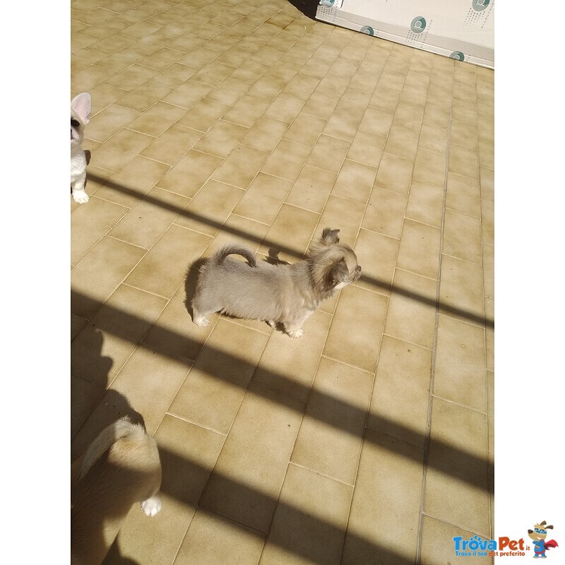 Cuccioli Chihuahua con Pedegree - Foto n. 1