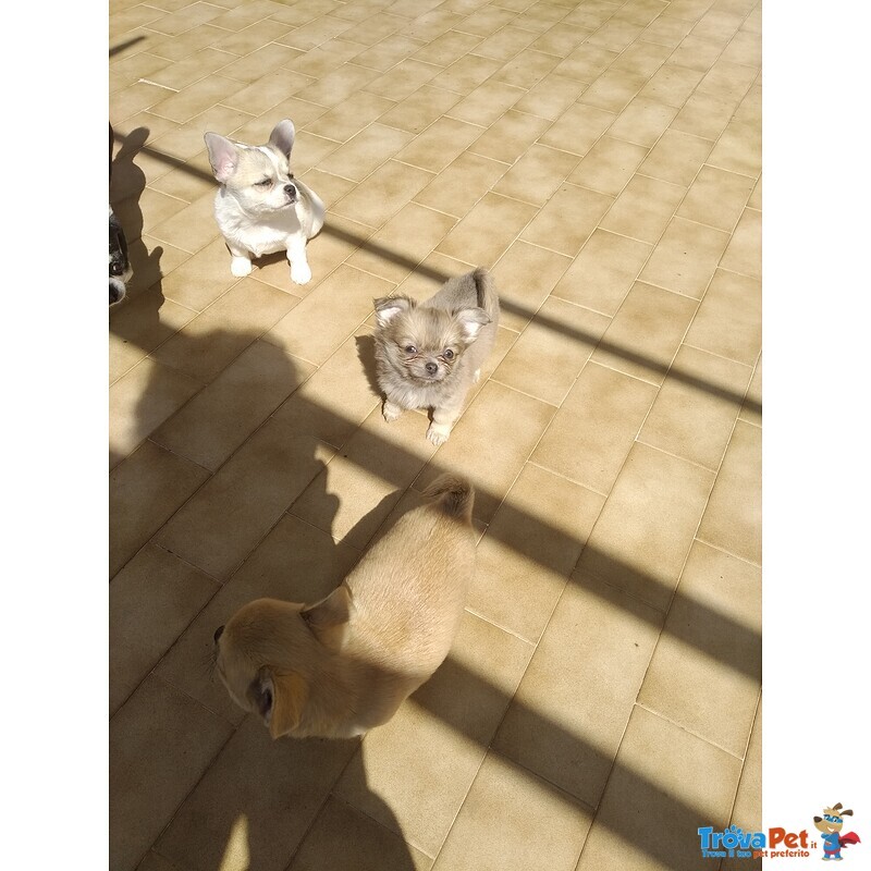 Cuccioli Chihuahua con Pedegree - Foto n. 3