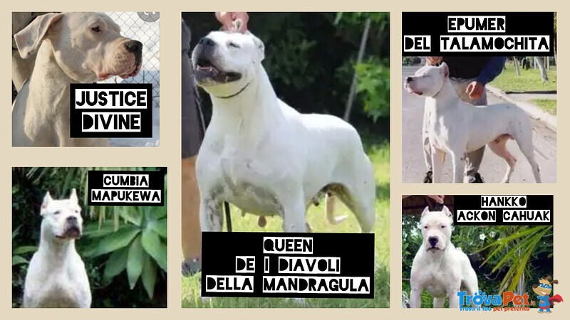 Dogo Argentino Cuccioli Linea Campioni Mondiali - Foto n. 6