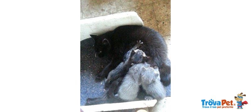Tre Gattini Molto Affettuosi in Adozione - Foto n. 1