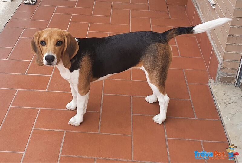 Vendo Beagle Femmina - Foto n. 1