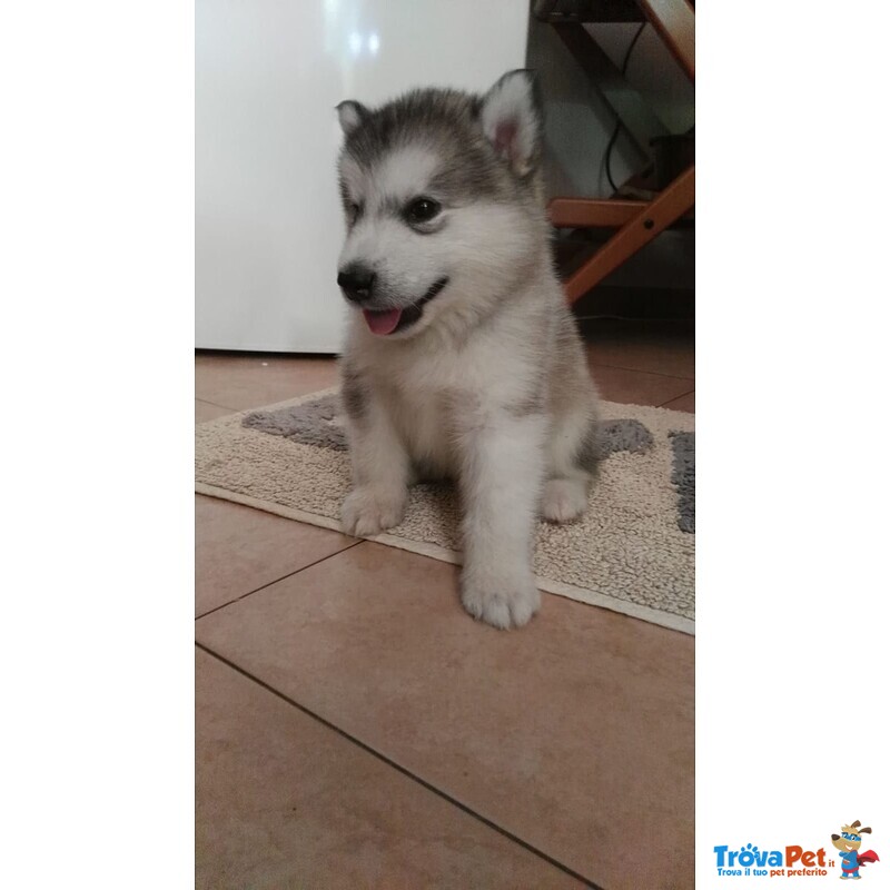 Cuccioli Di Alaskan Malamute In Vendita A Vistarino Pv