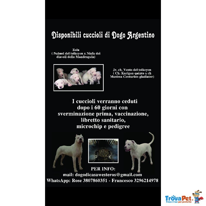 Cuccioli di dogo Argentino - Foto n. 3
