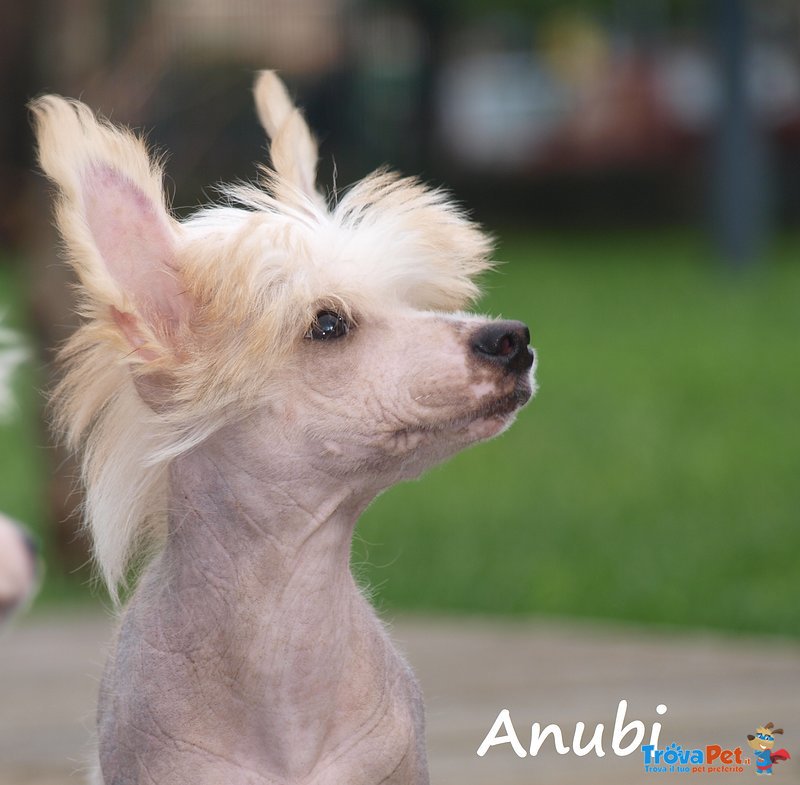 Cucciolo Chinese Crested Dog - Foto n. 1