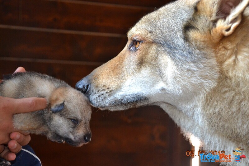 Cuccioli lupo Cecoslovacco - Foto n. 3