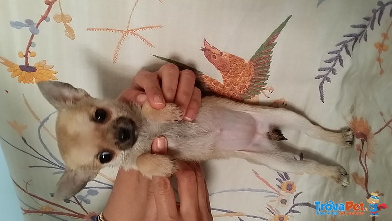 Chihuahua con Pedigree - Foto n. 2