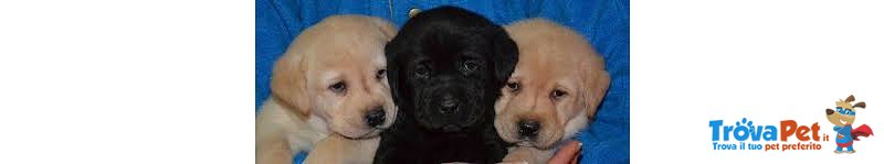 Cuccioli di Labrador con Pedigree - Foto n. 2