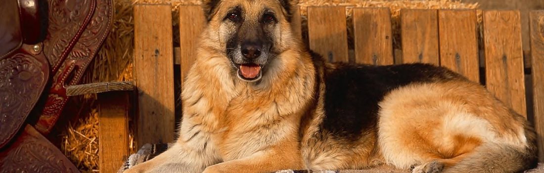 L'educazione del cane da Pastore Tedesco