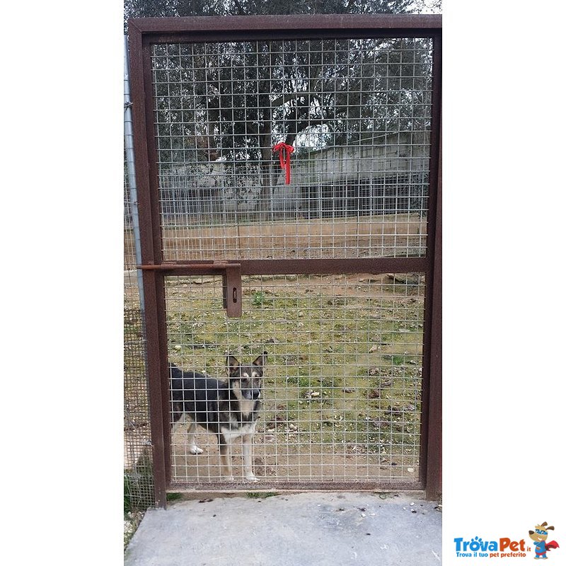 Lupo, Ulula al Cielo la sua Disperazione. ha Bisogno di una Famiglia - Foto n. 3