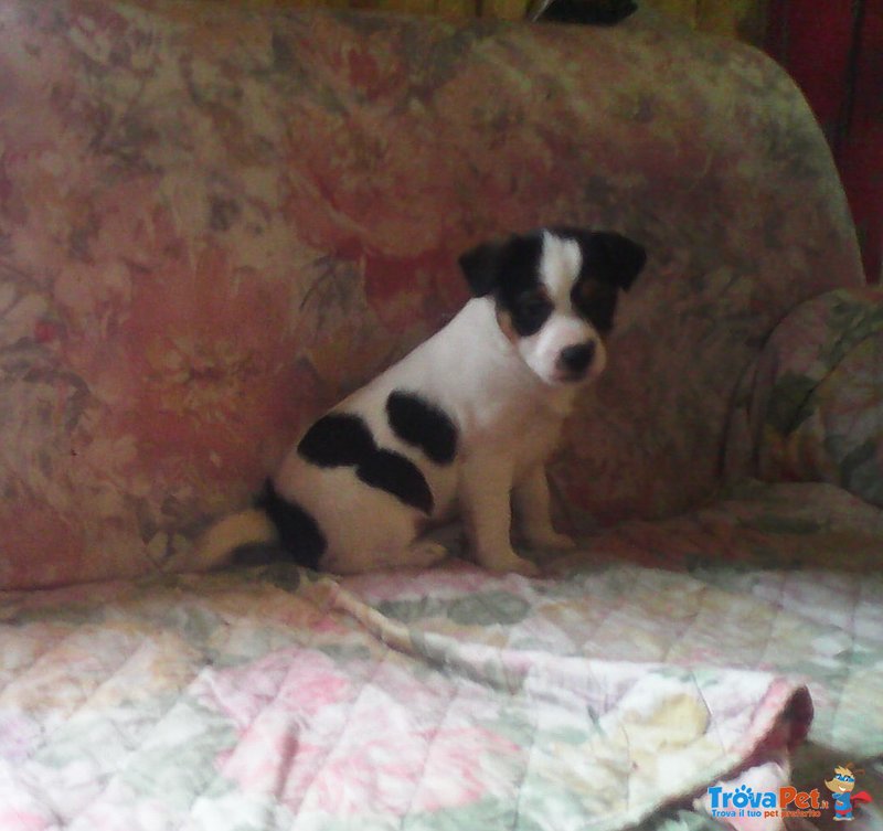 Cucciole jack Russel Terrier - Foto n. 2