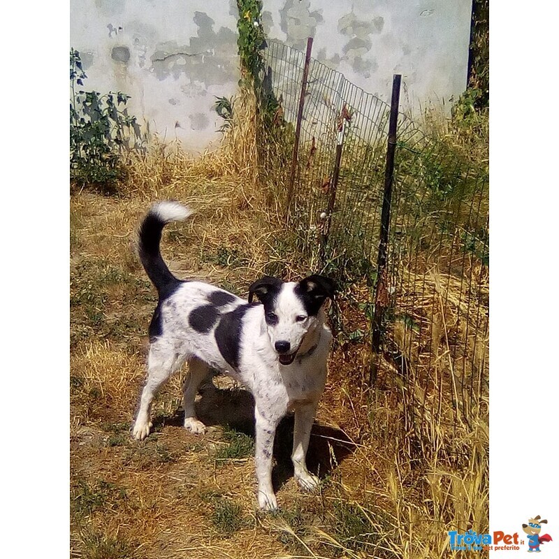 Adozione Cagnolino Panda - Foto n. 1