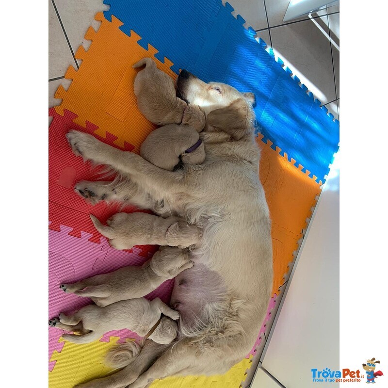 Vendita Cuccioli Golden Retriever con Pedigree - Foto n. 3