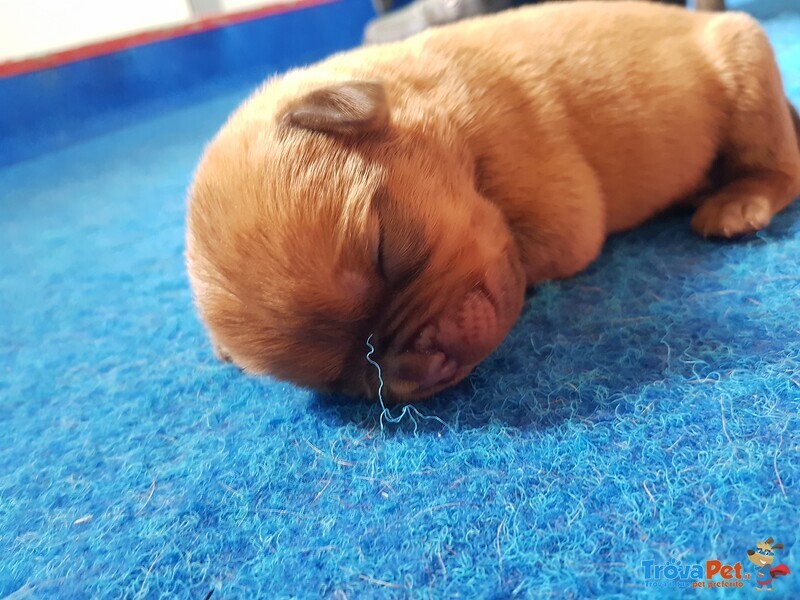 Cucciola Dogue de Bordeaux - Foto n. 1