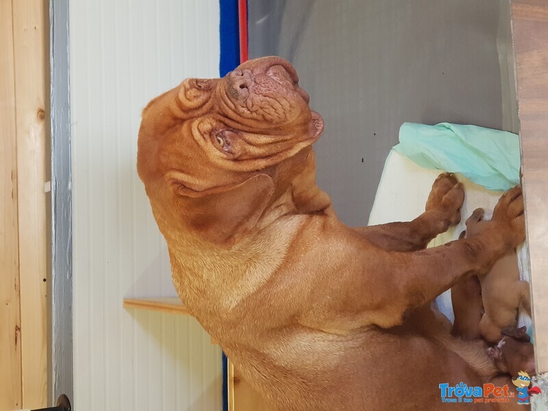 Cucciola Dogue de Bordeaux - Foto n. 3