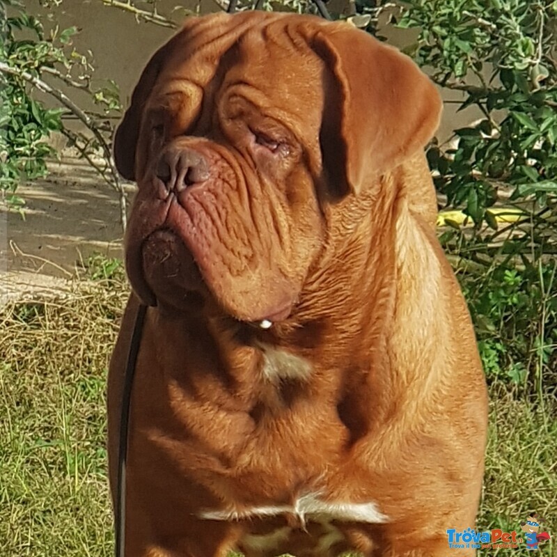 Cucciola Dogue de Bordeaux - Foto n. 4