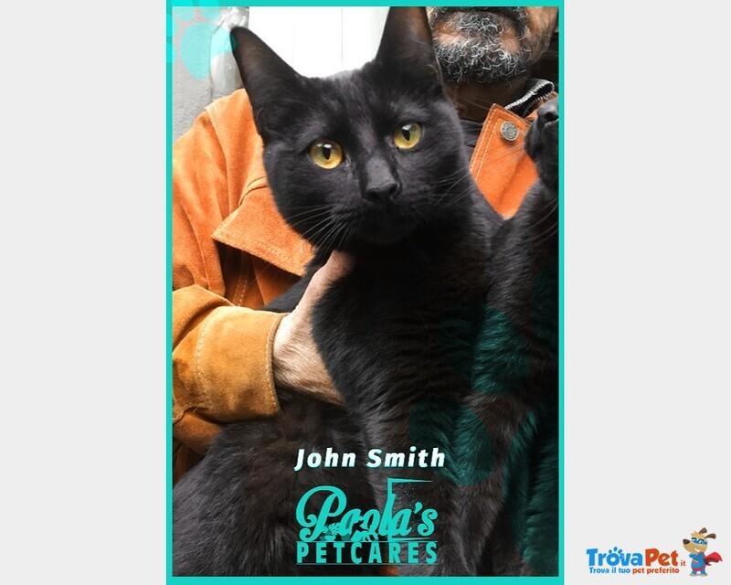 John e will Smith Gatti Neri - Foto n. 4