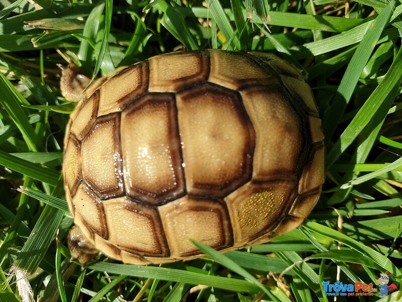 Tartaruga brea Testudo Graeca Ibera,east-Anatolian, Anamirensis - Foto n. 1