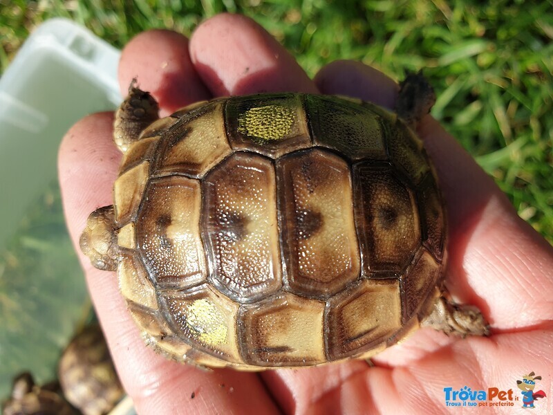 Tartaruga brea Testudo Graeca Ibera,east-Anatolian, Anamirensis - Foto n. 2