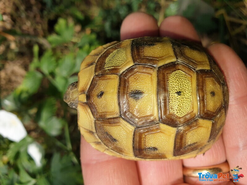 Tartaruga brea Testudo Graeca Ibera,east-Anatolian, Anamirensis - Foto n. 3