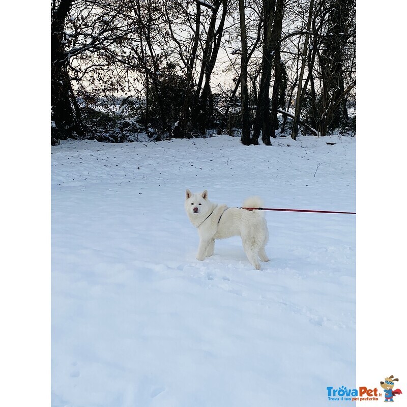 Akita inu Maschio Cerca Compagna per Accoppiamento - Foto n. 1