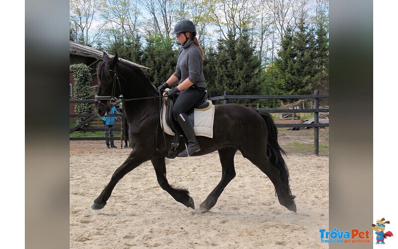 Vendo Cavallo Frisone - Foto n. 2