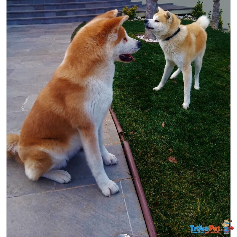 Cucciolata Akita inu Giapponese - Foto n. 2