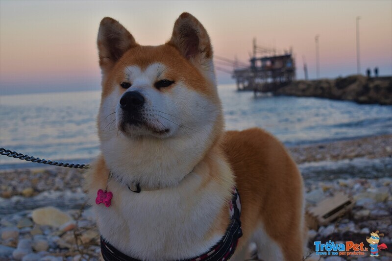 Cucciolata Akita inu Giapponese - Foto n. 6