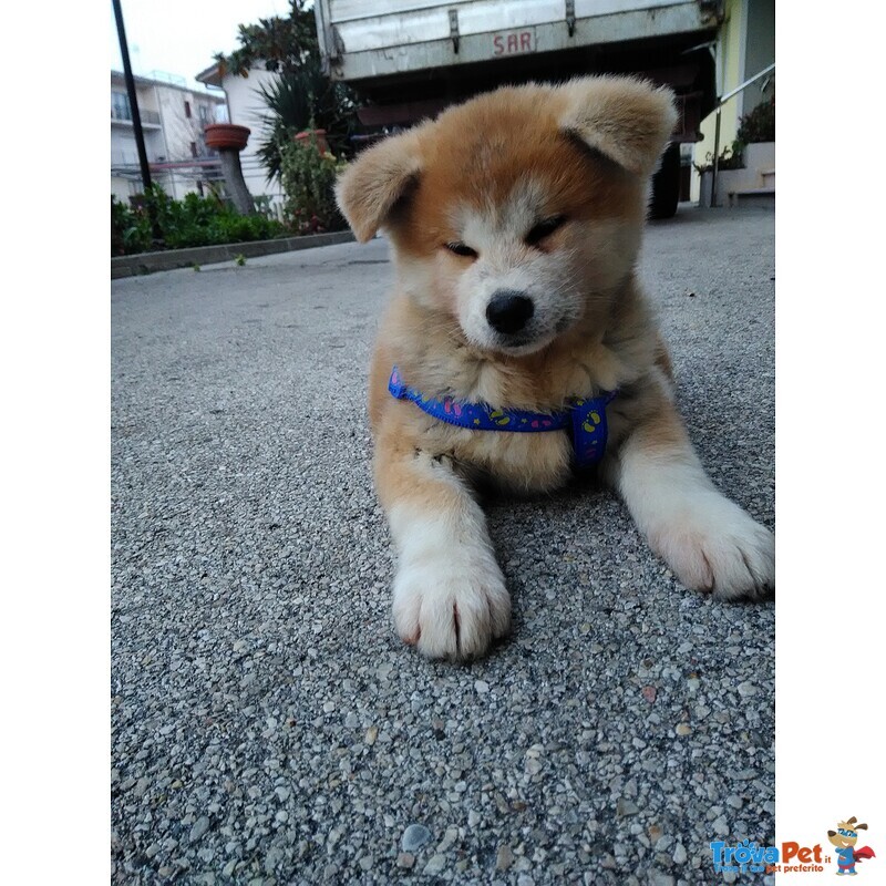 Cucciolata Akita inu Giapponese - Foto n. 9