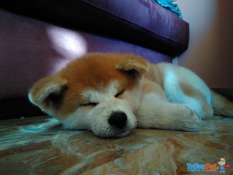 Cucciolata Akita inu Giapponese - Foto n. 10