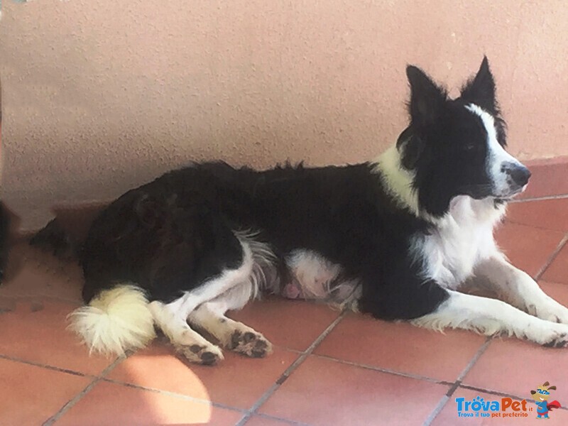 Cuccioli di Border Collie - Foto n. 1