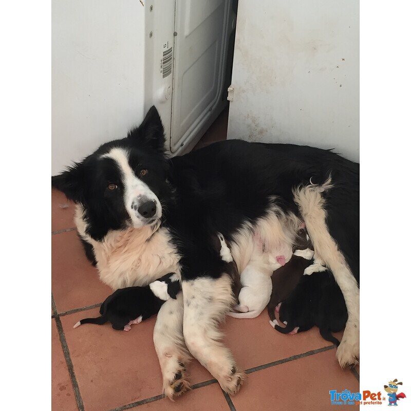 Cuccioli di Border Collie - Foto n. 2