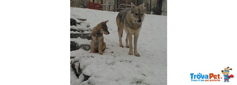 Cuccioli lupo Cecoslovacco - Foto n. 2
