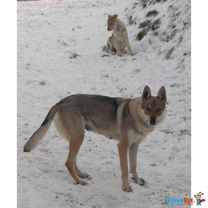 Cuccioli lupo Cecoslovacco - Foto n. 3