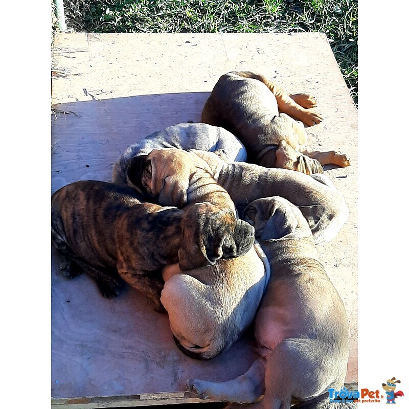 Cucciolo di fila Brasileiro - Foto n. 1