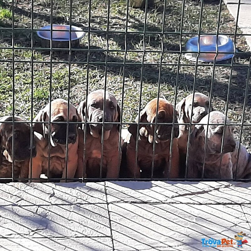 Cucciolo di fila Brasileiro - Foto n. 2