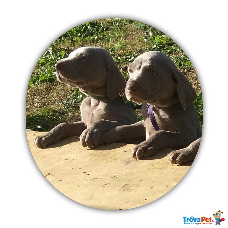 Cuccioli Weimaraner - Foto n. 1