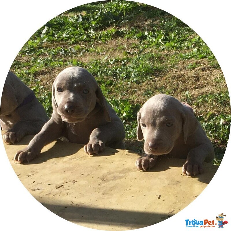 Cuccioli Weimaraner - Foto n. 2