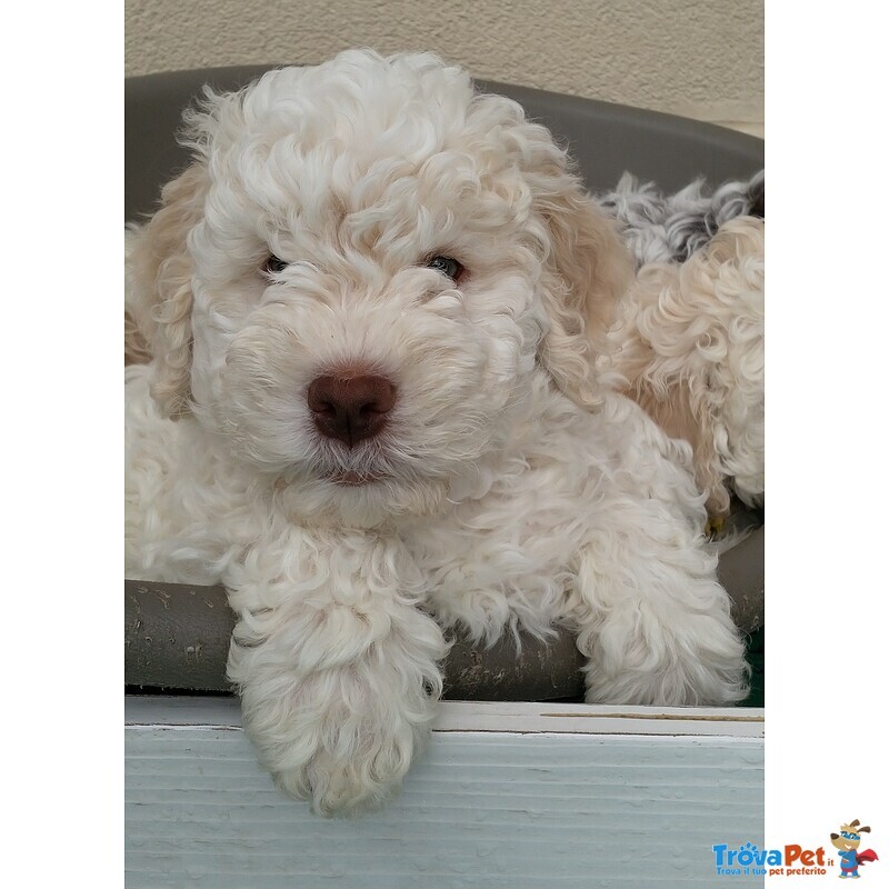 Lagotto Romagnolo con Pedigree Roi - Foto n. 1